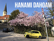 Hanami Dahoam: Kirschblütenzeit in München - hier finden sie die schönsten Spots für Ihre Fotos (©Foto: Martin Schmitz)